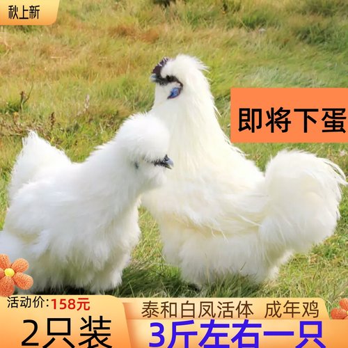 3斤正宗泰和乌鸡活体纯种白凤乌鸡活鸡脱温乌骨鸡半大鸡小鸡仔包