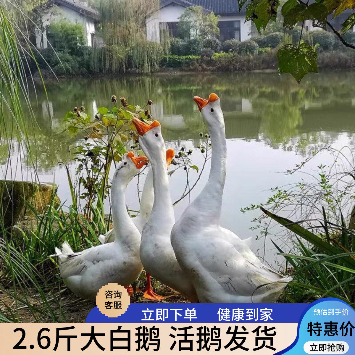 大种二斤大白鹅活苗三花鹅活2斤高产蛋鹅小鹅仔四季鹅皖西鹅幼崽