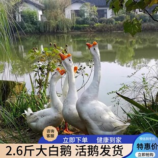 大种二斤大白鹅活苗三花鹅活2斤高产蛋鹅小鹅仔四季鹅皖西鹅幼崽