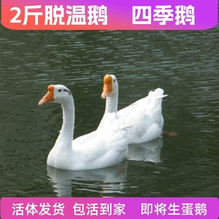 2斤活鹅二斤狮头鹅活体三花鹅大白鹅活体鹅苗六斤五龙鹅蛋鹅活苗