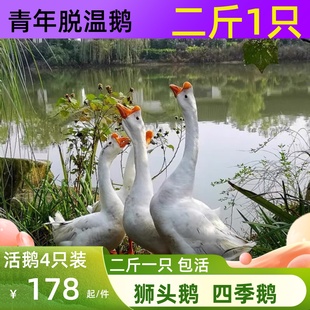 鹅三花鹅活苗3斤浙东产蛋鹅五龙鹅活狮头鹅 二斤特大狮头鹅苗四季