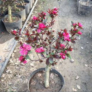 北美海棠树苗盆景 彩色盆景 红花白花盆景苗 海棠东红果矮桩盆景