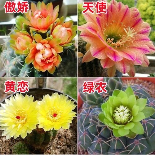 绯花玉组合仙人球招财室内办公室桌面多肉植物盆栽开花仙人球开花图片