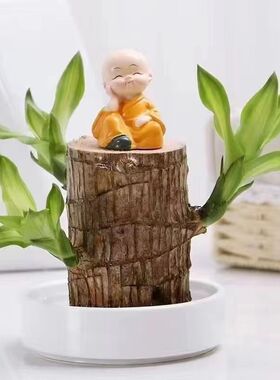 巴西木格鲁特水培植物水