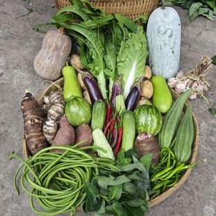 农家新鲜时令蔬菜混合装青菜白菜瓢儿菜土豆菠菜萝卜蒜苗现摘现发