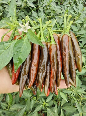 四川酱色小米椒新鲜3斤包邮特辣朝天椒超辣蔬菜乌红色指天椒尖椒