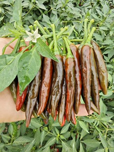 四川酱色小米椒新鲜3斤包邮特辣朝天椒超辣蔬菜乌红色指天椒尖椒