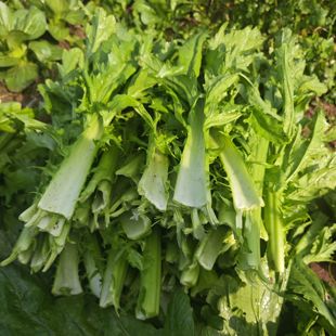 新鲜青菜根榨菜叶子农家自种棒菜叶菱角菜叶泡菜咸菜原材料现剥现