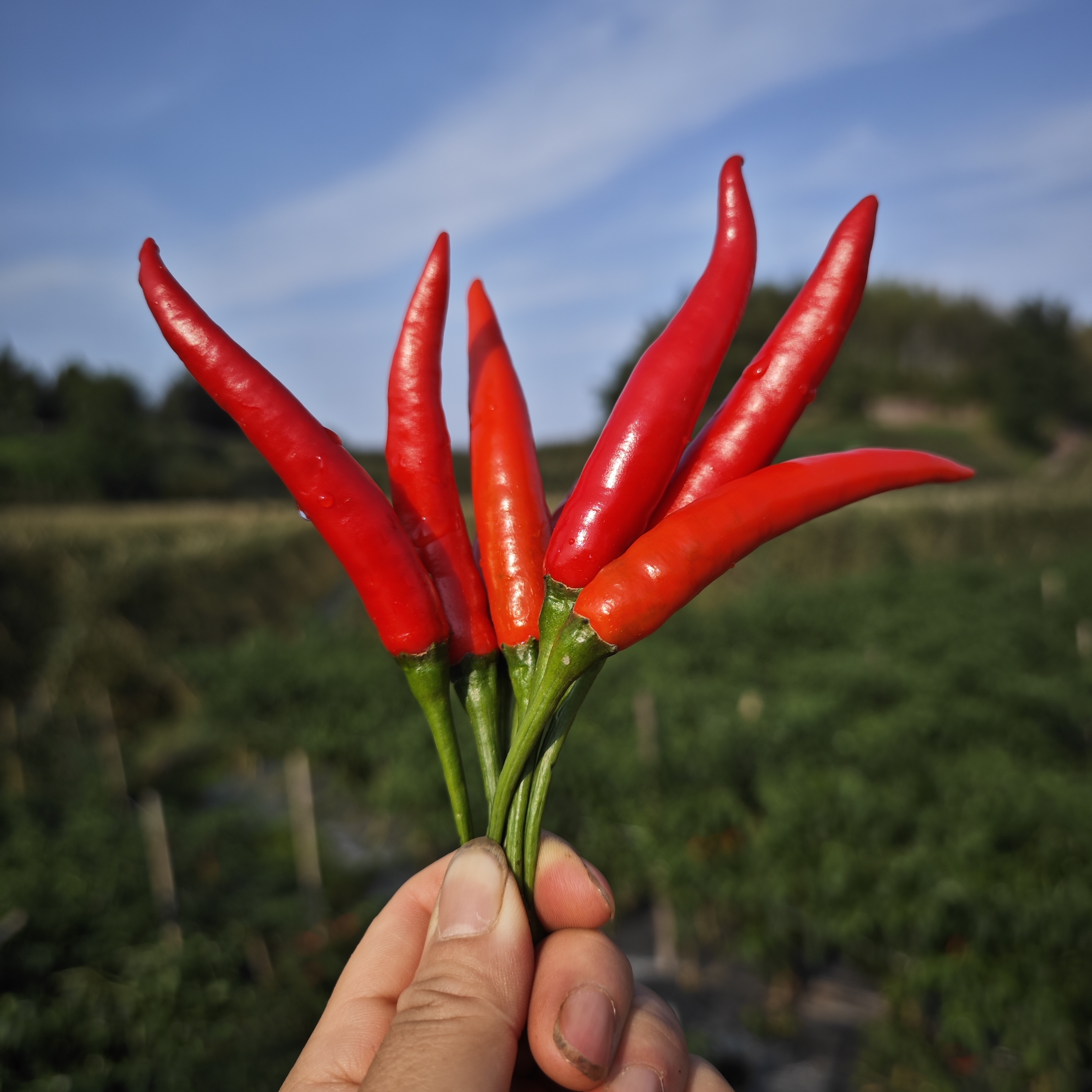 四川红色小米辣新鲜包邮泡辣椒农家自种露天超辣红色朝天椒剁椒现