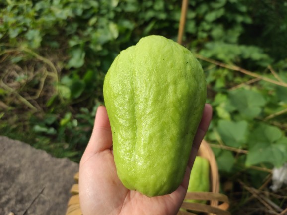 重庆四川农家露天自种新鲜应季蔬菜佛手瓜洋瓜寿瓜福瓜捧瓜丰收瓜