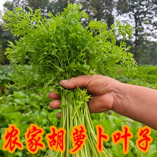 胡萝卜樱子兔子草动物食物现摘现发嫩胡萝卜缨子新鲜蔬菜随机包邮