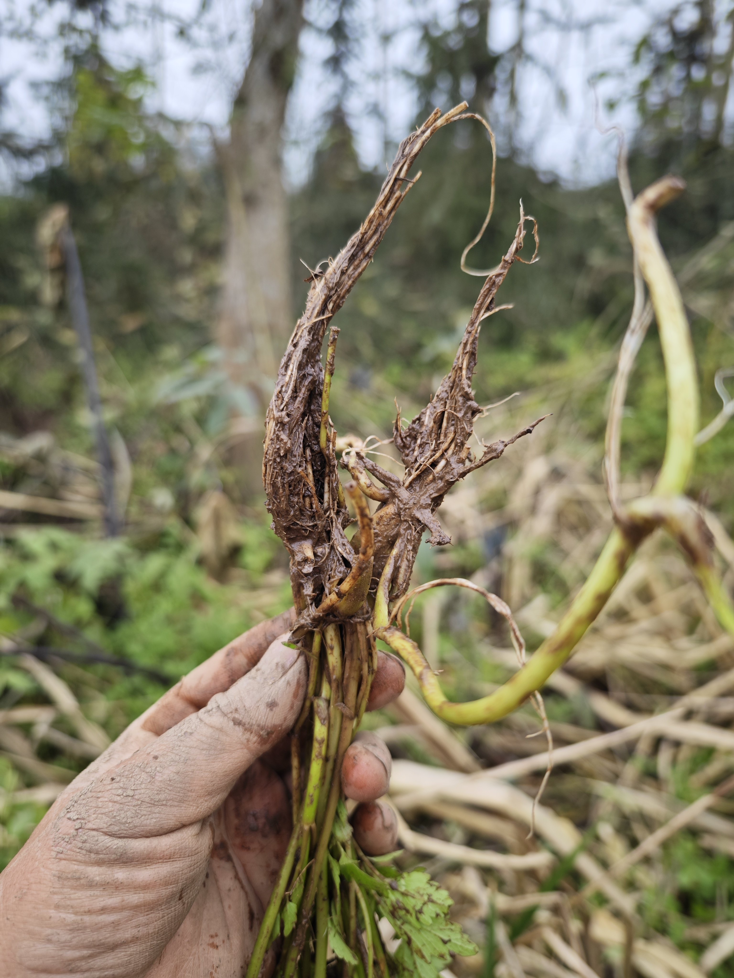 水芹菜四川野生水芹菜带根须泥整棵发货野菜新鲜蔬菜小叶芹菜河芹
