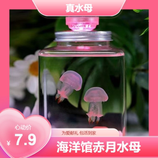 无毒赤月水母活物宠物水母发光水母桌面缸学生儿童好养小宠物动物