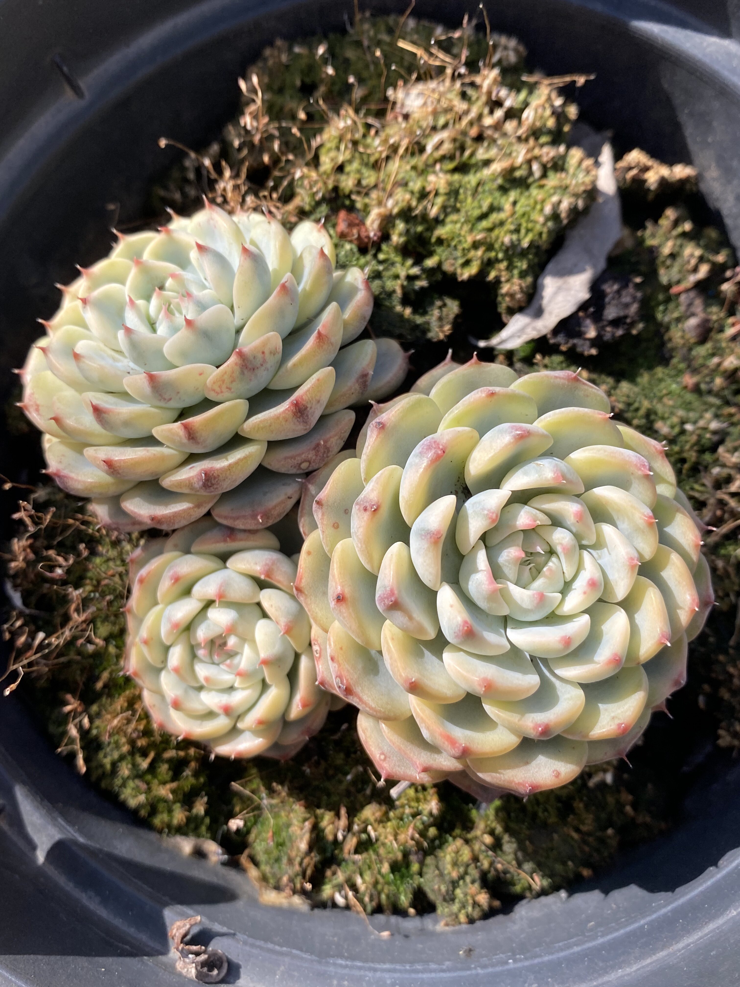 多肉植物白姬莲锦老桩15cm盆68包邮一物一拍