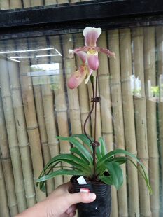 万峰绿缘兜兰 小叶苍叶小型桌面盆栽