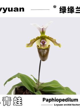 万峰绿缘兜兰白旗小青蛙兜兰原生种实生苗室内花桌面装饰节日礼品