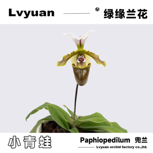 万峰绿缘兜兰白旗小青蛙兜兰原生种实生苗室内花桌面装饰节日礼品