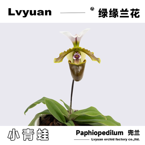 万峰绿缘兜兰白旗小青蛙兜兰原生种实生苗室内花桌面装饰节日礼品