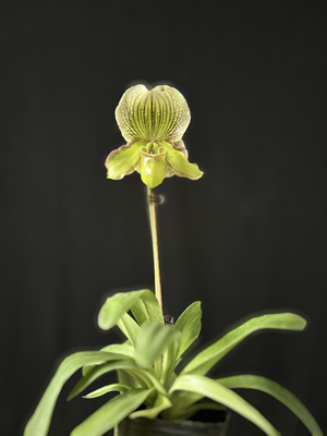 万峰绿缘大美女兜兰大花