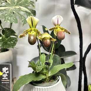 绿缘兰花[串串蛙兜兰]苍叶x白旗 —杆多花室内盆栽兰花