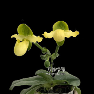 绿缘 兰花 兜兰属 原种 报春 实生苗 Paphiopedilum primulinum
