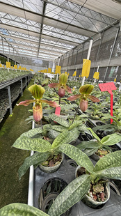 万峰绿缘[苍叶x紫纹]兜兰一杆多花兰花