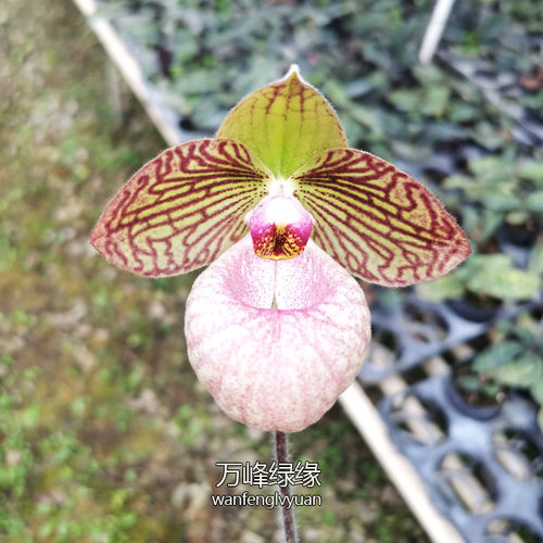 新品种兜兰麻栗坡X硬叶