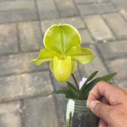 巧花x绿肉饼兜兰