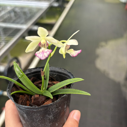万峰绿缘新品萼脊兰[芭蕾皇后]小型附生兰雨林缸造景花香四溢