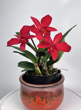 绿缘兰花 迷你卡特兰红色小哈雷 紫色小美人  矮种洋兰桌面盆栽