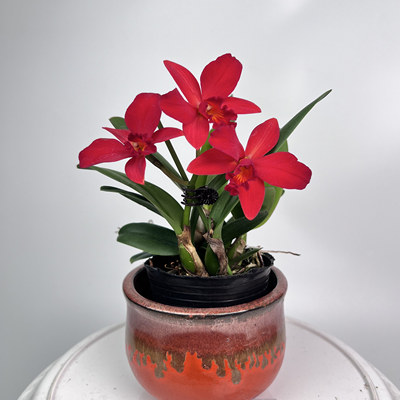 四季开花迷你卡特兰花色丰富