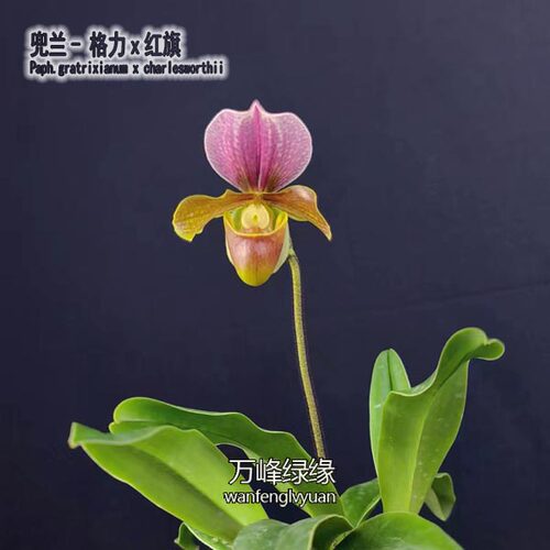 万峰绿缘 格力x红旗兜兰小型盆栽