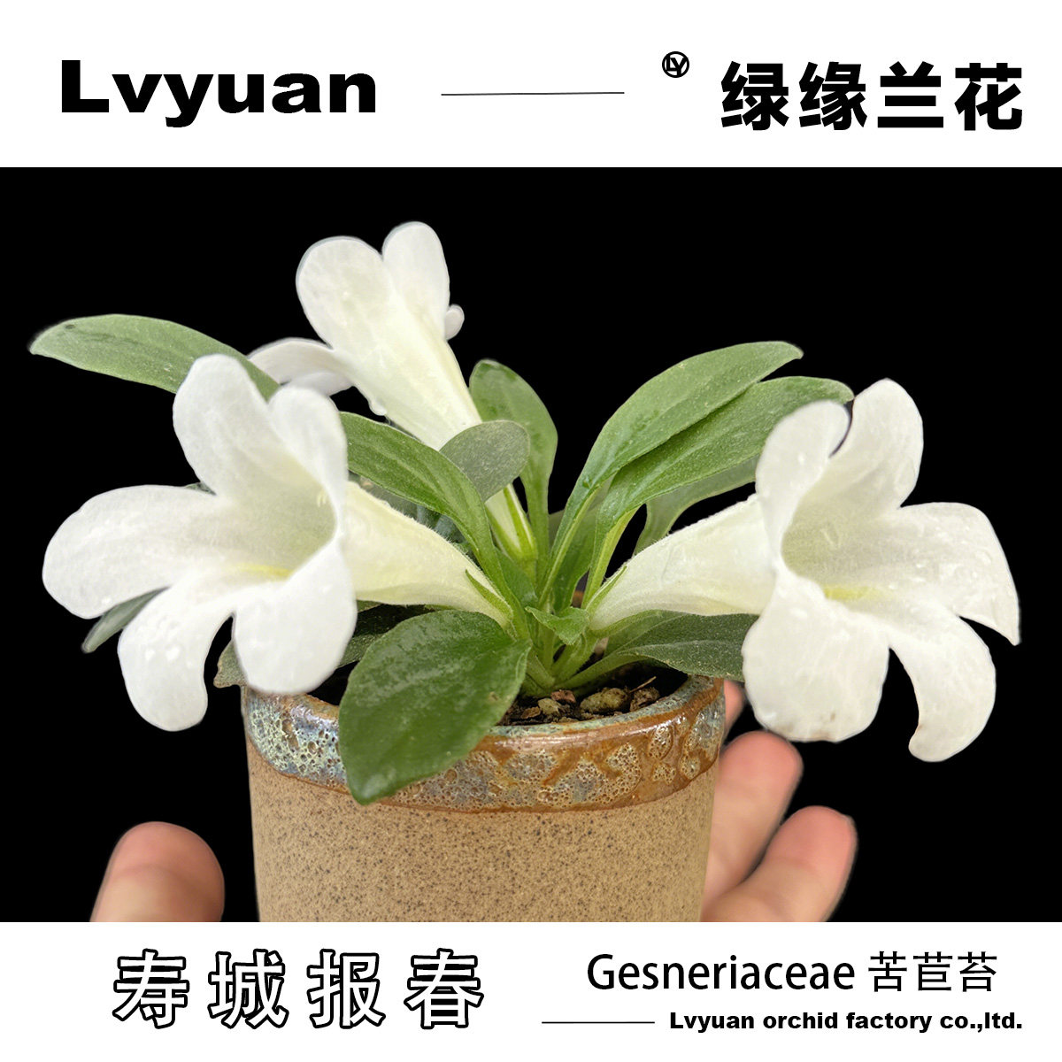 万峰绿缘苦苣苔寿城报春室内盆栽绿植时令草本好养活观赏白花精品