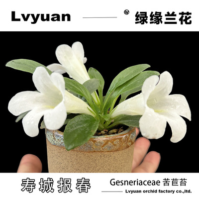 万峰绿缘苦苣苔寿城报春室内盆栽绿植时令草本好养活观赏白花精品