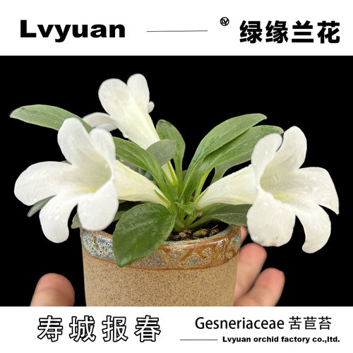 万峰绿缘苦苣苔寿城报春室内盆栽绿植时令草本好养活观赏白花精品