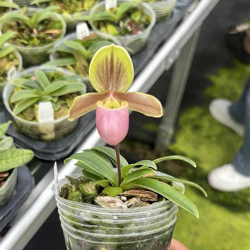 亨利X巧花迷你小型盆栽