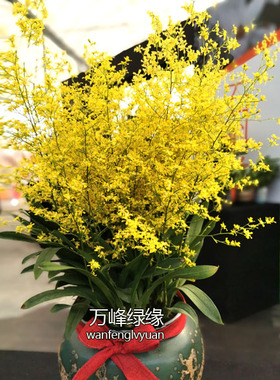 绿缘兰花 满天星 黄色文心兰跳舞兰吉祥兰室内桌面盆栽好养花卉