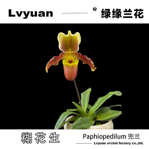 万峰绿缘[炸糊的花生米戴黄帽花生兜兰] 续花型小型品种拖鞋兰