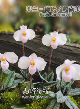 万峰万峰绿缘兰花【德氏越南美人兜兰】室内盆栽绿植名贵洋兰兰花