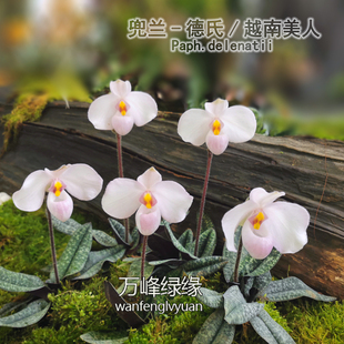 万峰万峰绿缘兰花【德氏越南美人兜兰】室内盆栽绿植名贵洋兰兰花