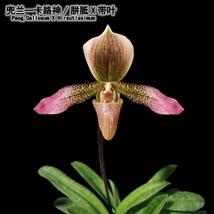 绿缘兰花兜兰胼胝/卡露神X带叶Callosum X Hirsutissimum实生苗