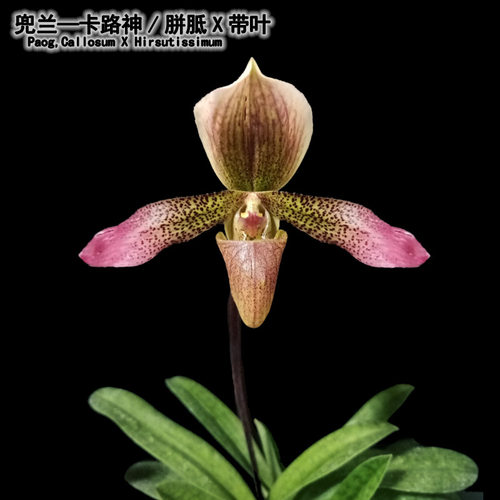 绿缘兰花兜兰胼胝/卡露神X带叶Callosum X Hirsutissimum实生苗