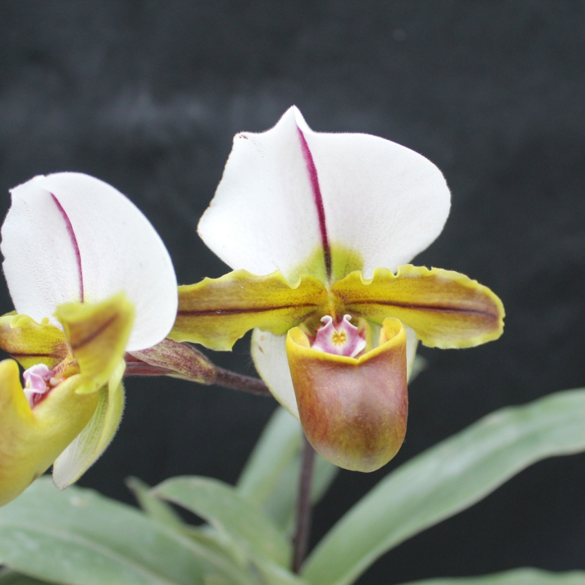 绿缘兰大青蛙兜兰实生苗花期长