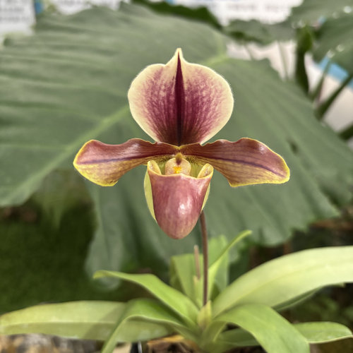 绿缘绿魔帝兜兰卡露神带花苞