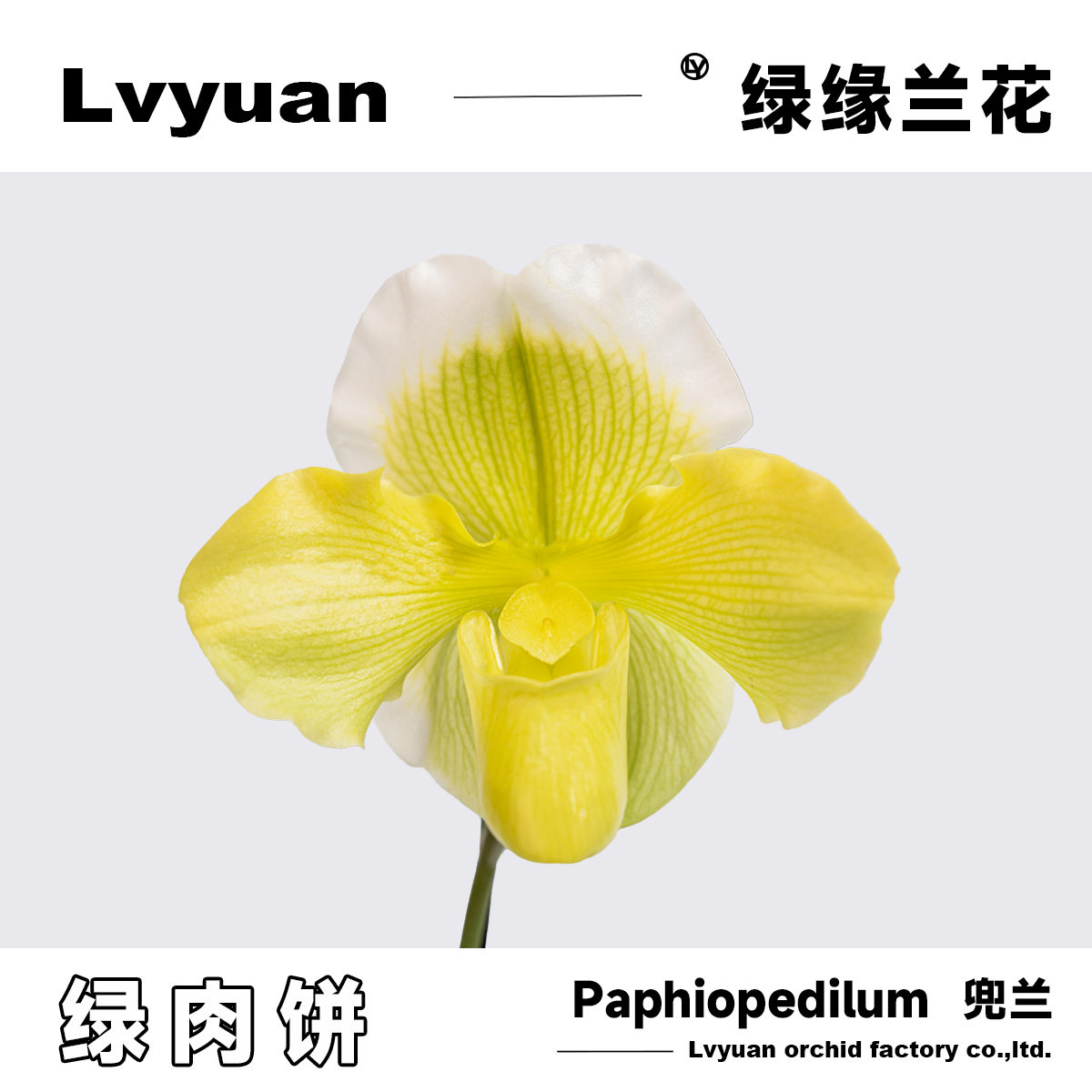 绿缘兜兰花绿红肉饼带花苞花期长室内茶几客厅桌面装饰绿植盆栽