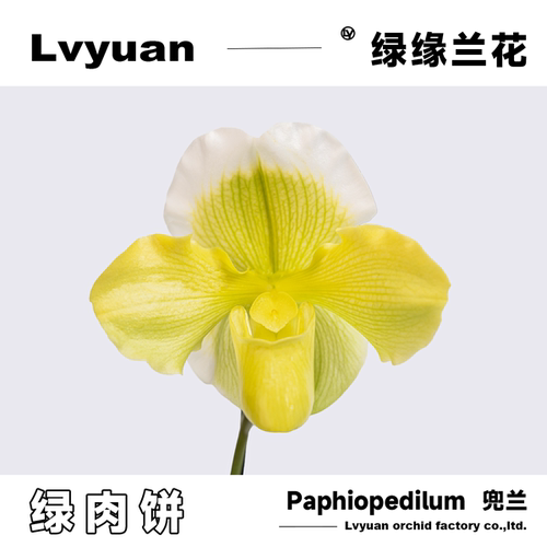 花期超长兰花兜兰万峰绿缘
