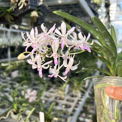 [狐尾风兰] 钻喙兰X白花风兰 兰园的一个新品杂交非常好养