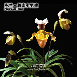 绿缘兰花实生苗原生种越南小男孩兜兰/小叶变种 Paph. coccineum