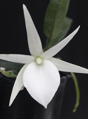绿缘兰花[迪迪里风兰]Angraecum didieri带香味白色兰花迷你盆栽