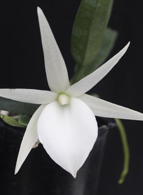 绿缘兰花[迪迪里风兰]Angraecum didieri带香味白色兰花迷你盆栽